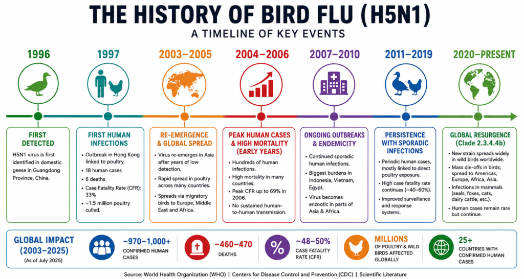 Clean infographic timeline of H5N1 bird flu from 1996 to 2025 showing emergence in China, 1997 human cases in Hong Kong, 2003–2006 global spread with high mortality, endemic phase in Asia and Africa, and modern resurgence with worldwide wildlife and sporadic human infections.