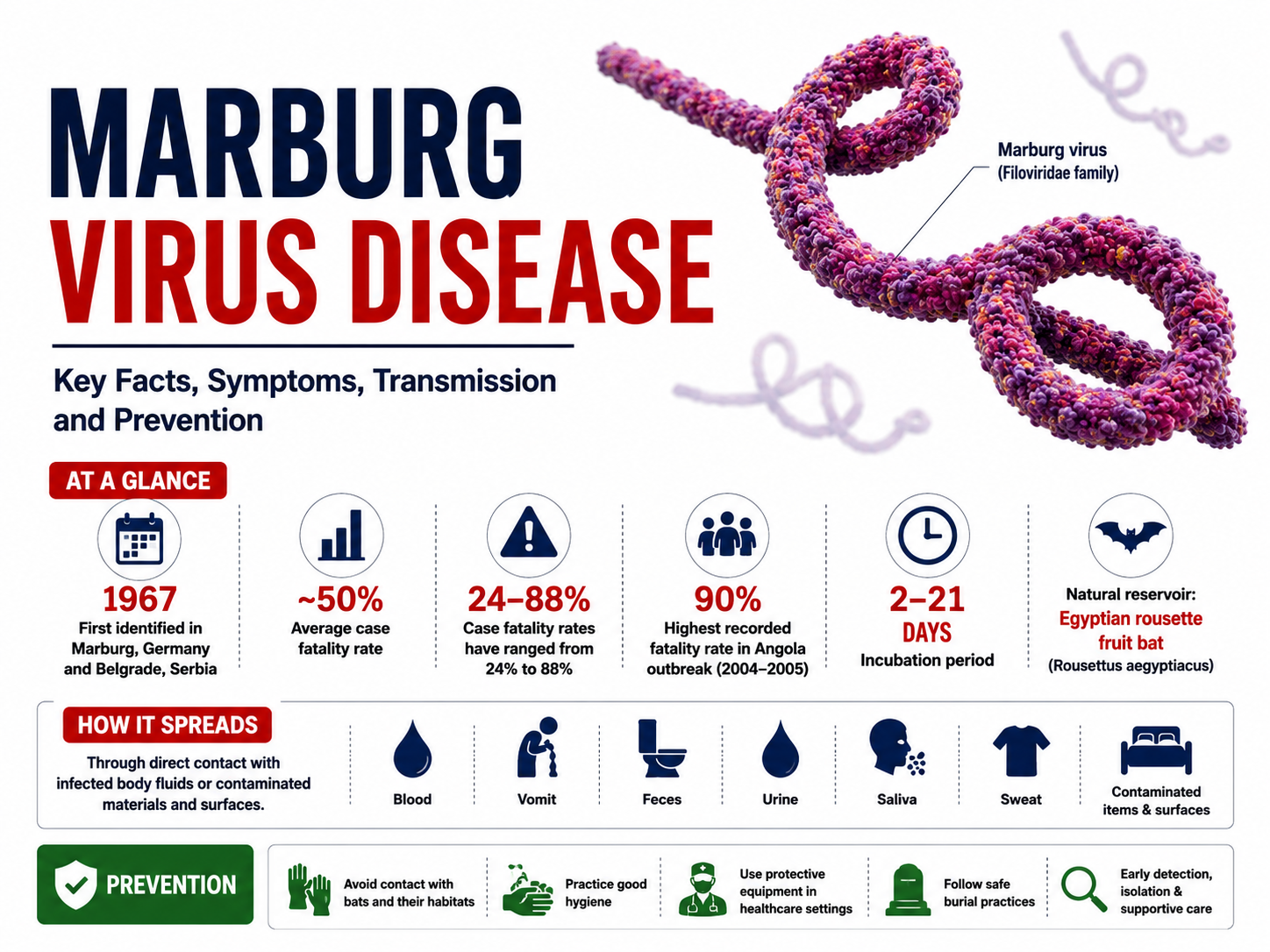 Featured image of Marburg virus disease showing a 3D Marburg virus illustration with key facts including symptoms, transmission, incubation period, mortality rate, outbreak history, and prevention.