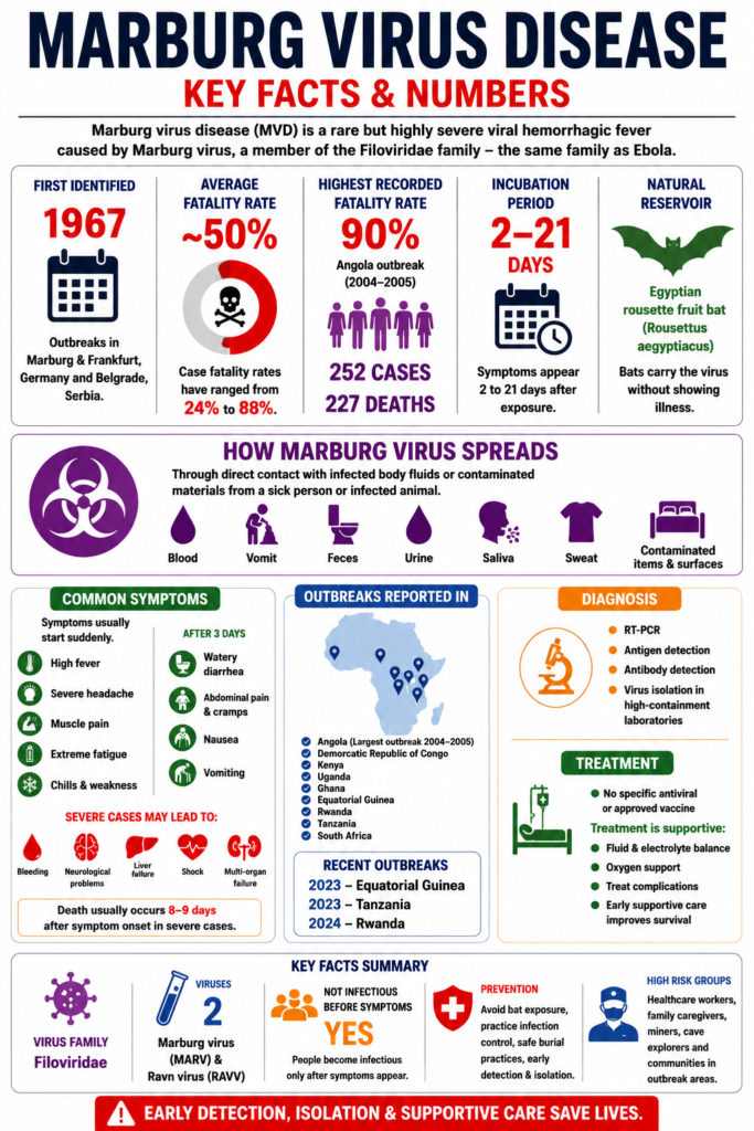 Marburg virus disease infographic showing key facts, fatality rates, symptoms, transmission routes, incubation period, outbreak statistics, diagnosis, treatment, prevention, and Egyptian rousette fruit bat reservoir.
